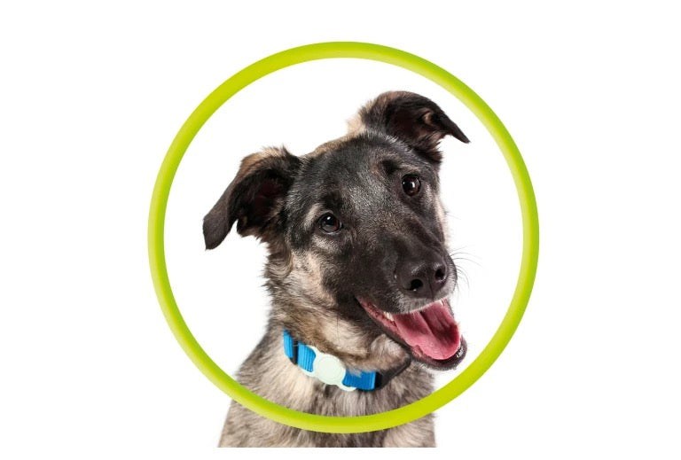 Obojek pro mazlíčky s držákem na AirTag Mobile Origin - svítící zelená - istyle.work